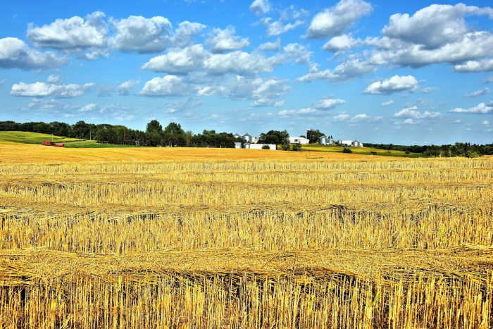 Gently flows the amber grain