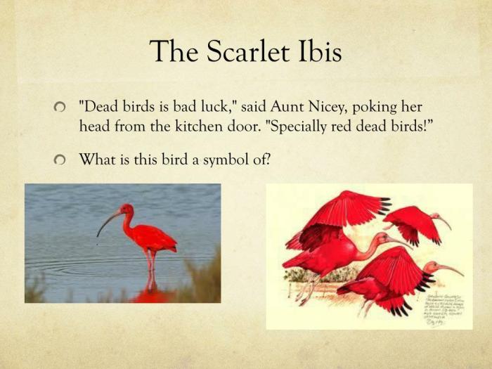 Quotes in the scarlet ibis