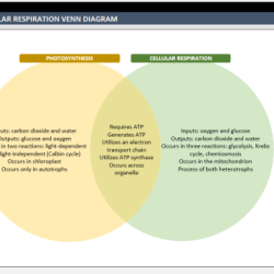 Venn diagram photosynthesis and cellular respiration